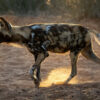 African_Wild_Dog_at_Working_with_Wildlife
