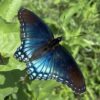 Limenitis_arthemis_arizonensis_221057455_(square)